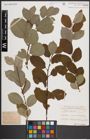 Foto von Salix caprea L.
